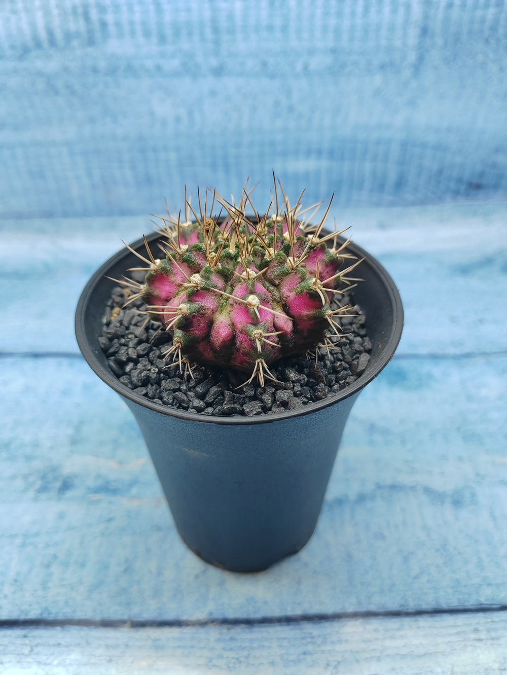 Gymnocalycium T-Rex Pink hybride (Гимнокалициум T-rex)