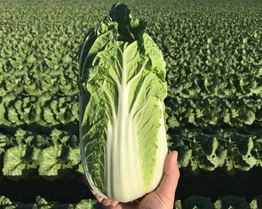 Капуста пекинская Эндуро F1 (50шт)  Витагрин Профи