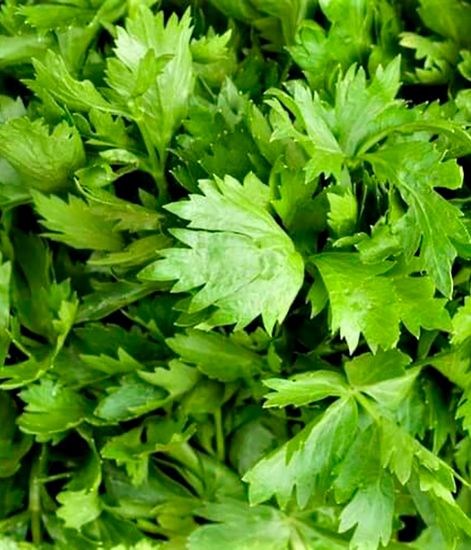 Натуральное эфирное масло Сельдерей пахучий, Pranarom