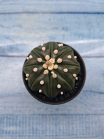 Astrophytum Asterias (Астрофитум)
