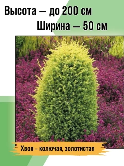 Саженец Можжевельник хвойный Голд Кон