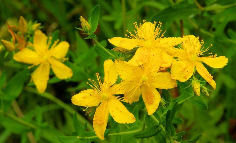 "Поднять настроение" экстракт