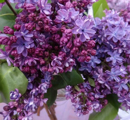 Сирень обыкновенная Виолетта Закупка М64 май 2026