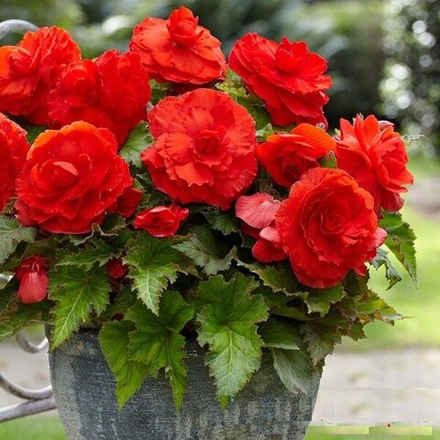 Бегония махровая Дабл Скарлетт крупноцветковая