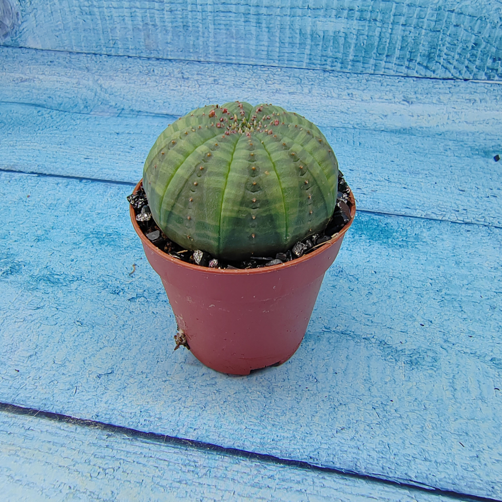 Euphoria Obesa (Эуфорбия)
