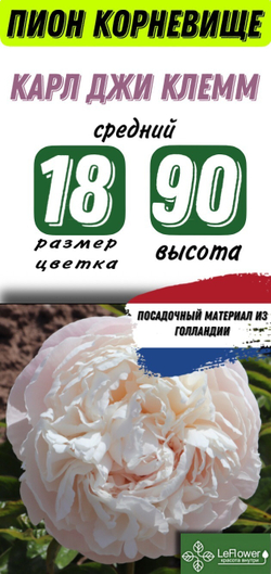 Пион Корневище, Карл Джи Клемм, 3+ почек, 1шт