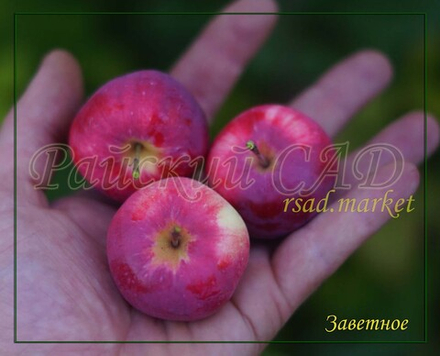 Яблоня Заветное