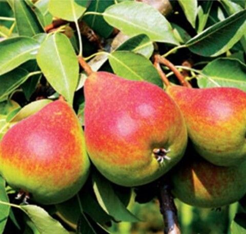 Груша Академическая