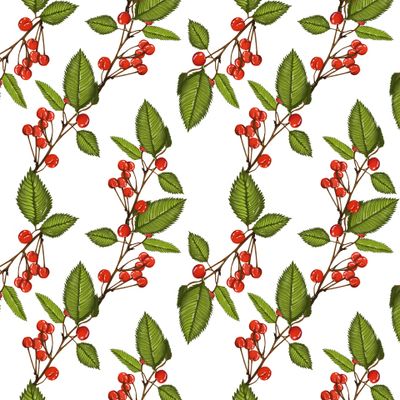 Сочные вишни на ветке. Белый фон