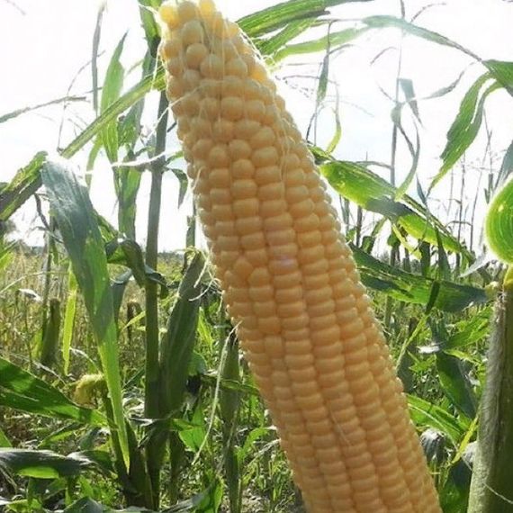 МЕГАТОН F1 семена кукурузы (Clause | Alexagro)