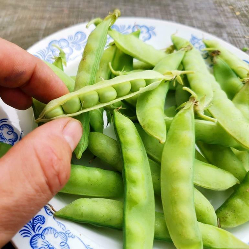 Карликовый Снежный Горошек Норли Мангетоут - Norli Mangetout Pea