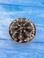 Gymnocalycium Friedrichii (Гимнокалициум)