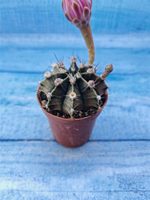 Gymnocalycium Friedrichii (Гимнокалициум)