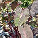 Колоказия CHIANG MAI GIRL