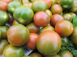 Помидоры Evil Olive - Сердитая Маслина