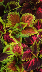 Колеус Блюме KONG MIX EMPIRE (Драже)