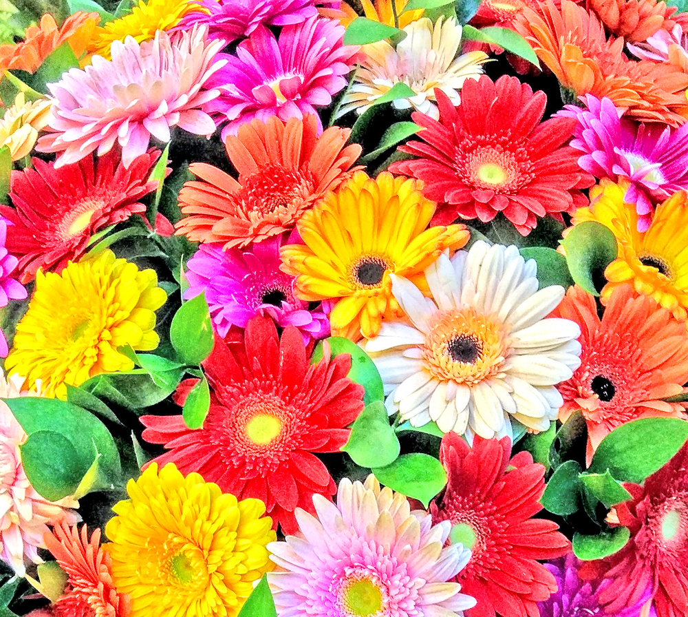 Гербер мини розовый