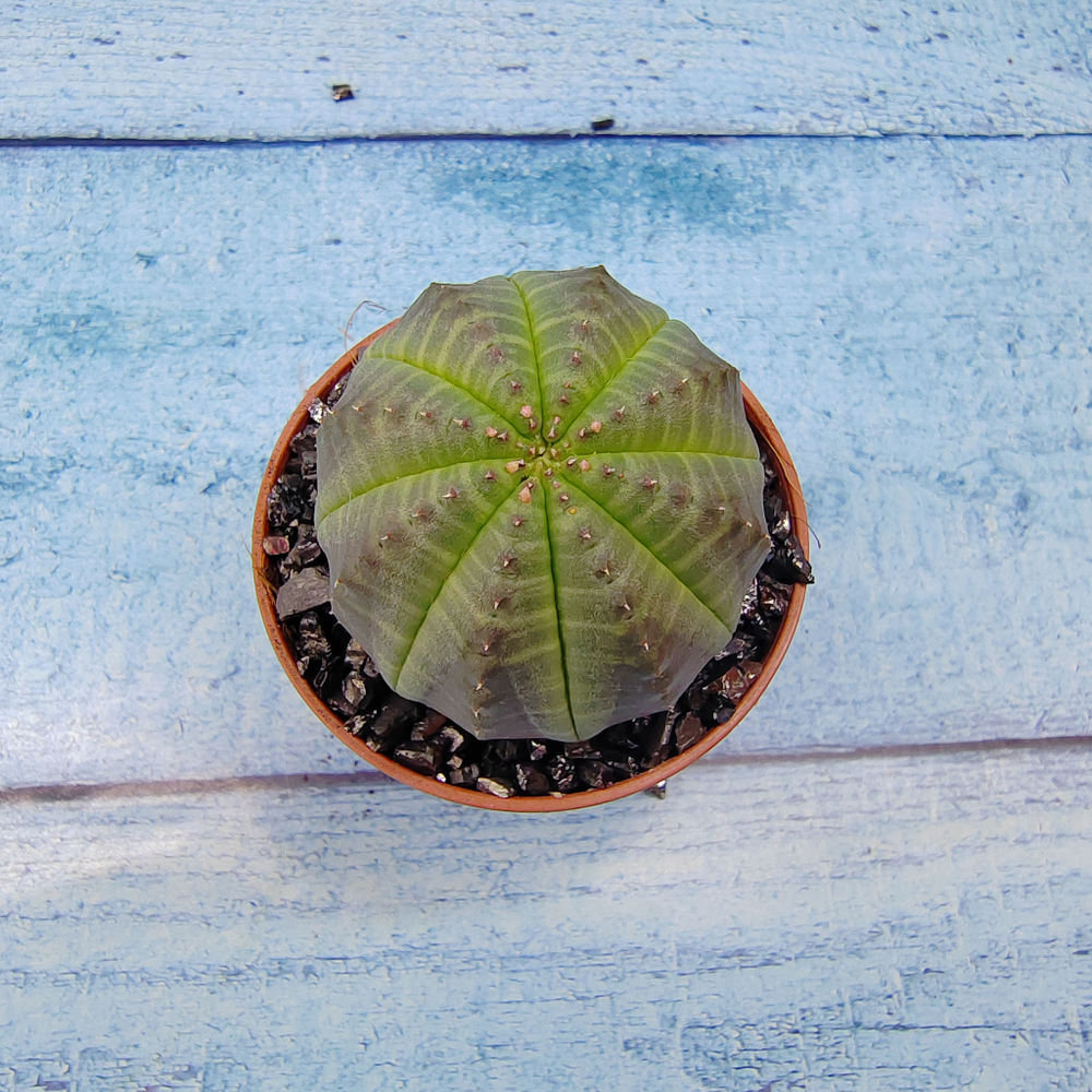 Euphoria Obesa (Эуфорбия)