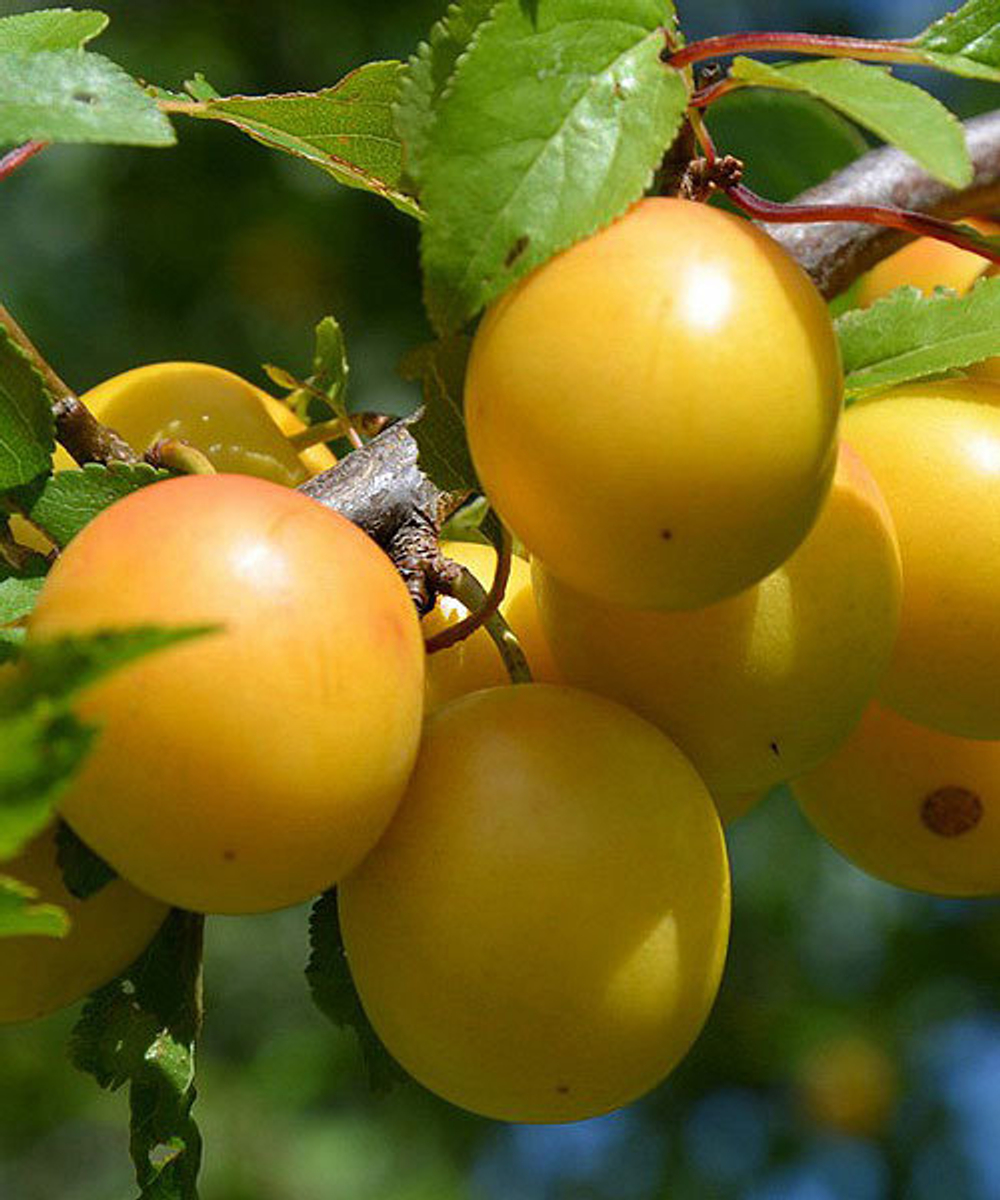 Слива Светлячок