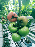 Мей Шуай F1 семена томата индетерминантного (Seminis / Семинис)