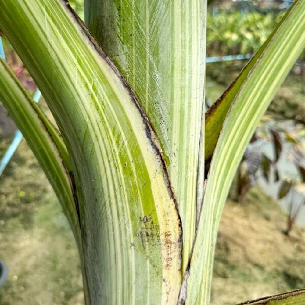 Банан вариегатный TANEE