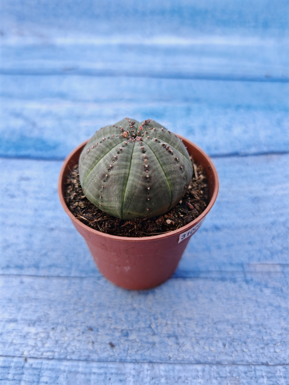Euphorbia Obesa (Эуфорбия)