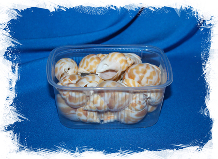 Бабилония Спирата, 3-5см, 100гр, 10шт