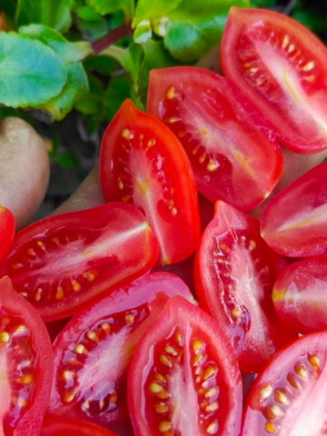 Даттерини красный (Datterini red) сорт томата