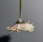 Кольцо Душа