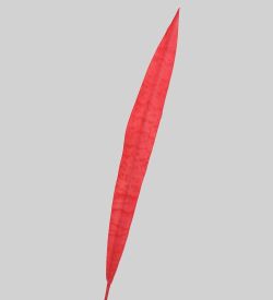 TR 534L Сансевиерия