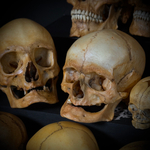 Набор «Череп человека» (анатомические модели)