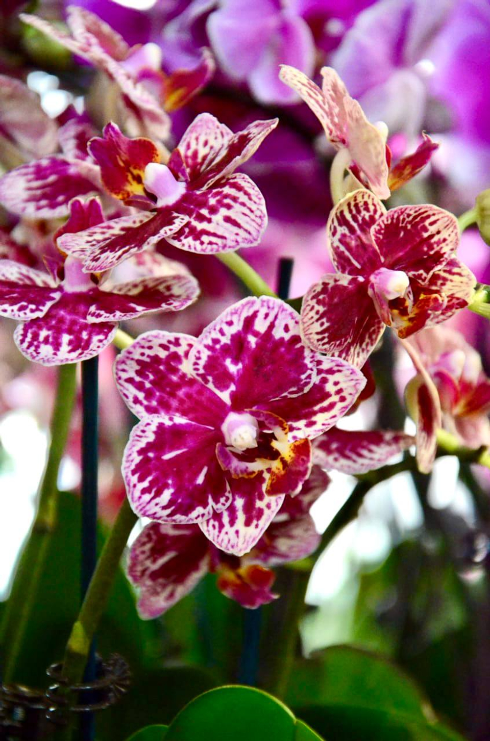 Фаленопсис mix д.9