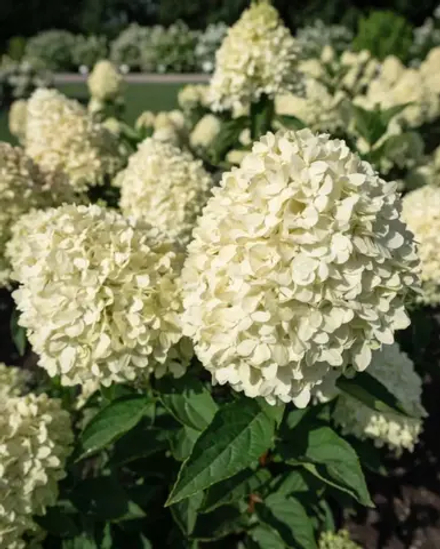 Коттон Крем (Cotton Cream)