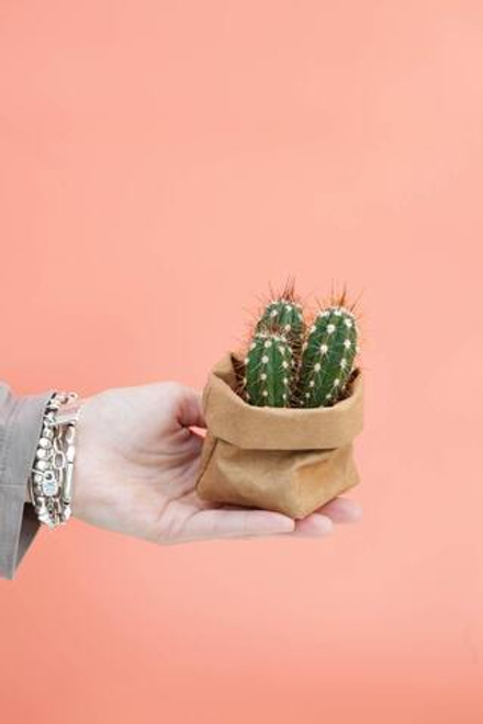 Кактус микс в экомешке