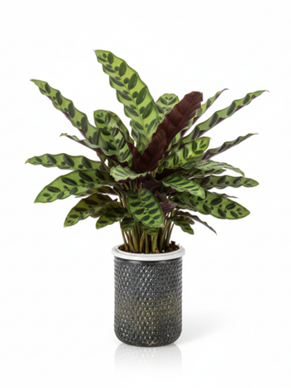 Калатея Leopard Pattern д.11