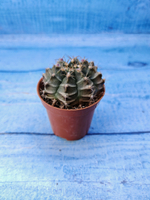 Gymnocalycium Friedrichii (Гимнокалициум)