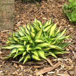 Хоста Лэйксайд Литл Тафт С2