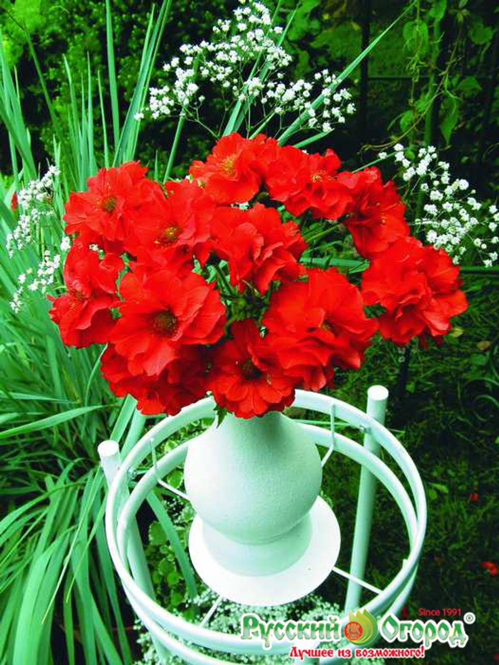 Гравилат Ред Драгон махровый 15шт НК