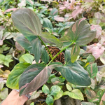 Сингониум PINK SPLASH FAT LEAVES