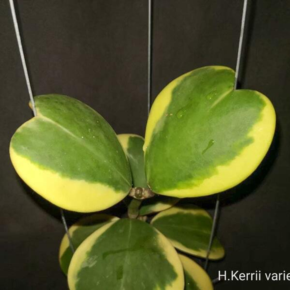 Хойя KERRII VARIEGATA