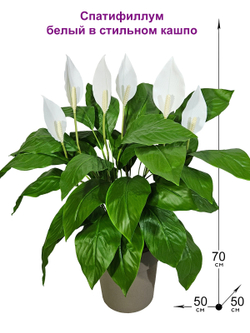 Искусственные цветы Спатифиллум белый в стильном кашпо