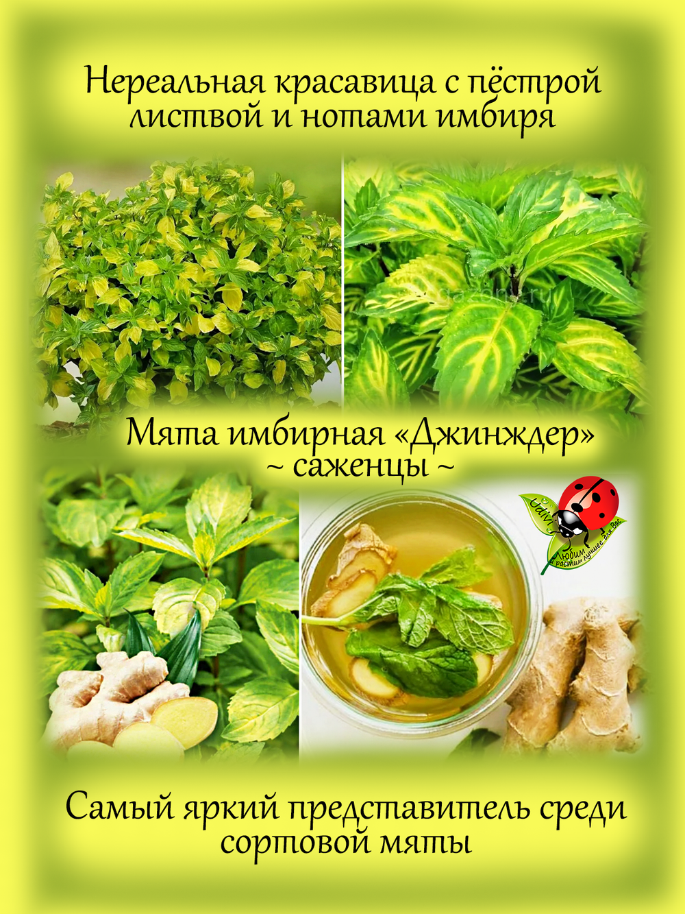 Мята Джинджер имбирная вариегатная