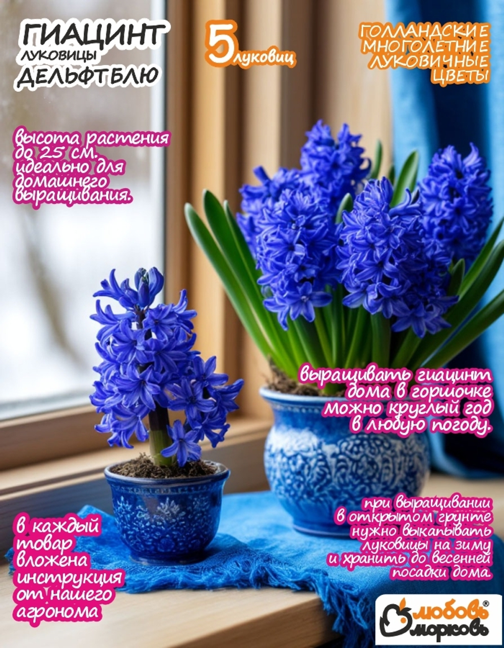 Гиацинт Луковицы цветы, Дельфт Блю, 5 шт