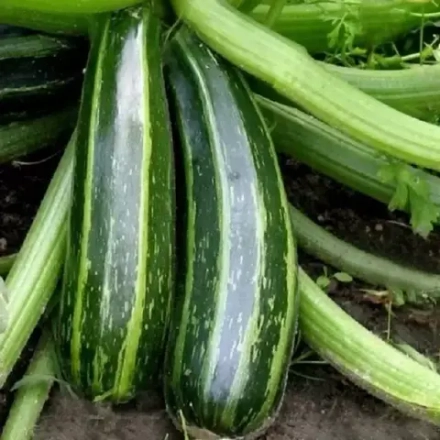 Кабачок Полосатый рейс 1г