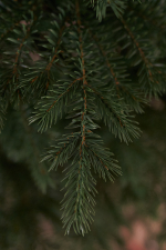 Ель искусственная литая Аркадия