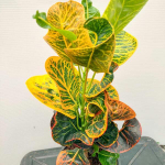 Кротон KRABAUY NAK