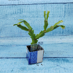 Schlumbergera Thor Wild Cactus White (Декабрист)