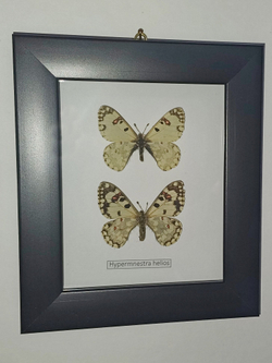 Бабочка Гелиос в рамке