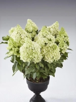 Гортензия метельчатая Панорама