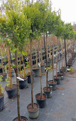 Туя складчатая Голди Форевер